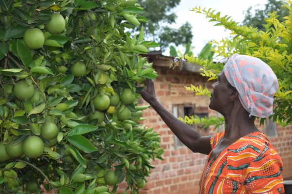 Waiswa's wife Samalie harvests oranges from a tree near their house in Uganda.